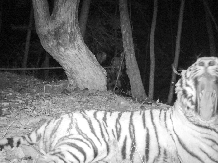 ���� <a href="https://pikabu.ru/story/skazhite_aaaaa_13599123?u=https%3A%2F%2Ft.me%2Famurtigercenter%2F5776&t=%D0%BE%D1%82%D1%81%D1%8E%D0%B4%D0%B0&h=9ecc636284b2798400aed85269bbf091bb81aab6" title="https://t.me/amurtigercenter/5776" target="_blank" rel="nofollow noopener">������</a>