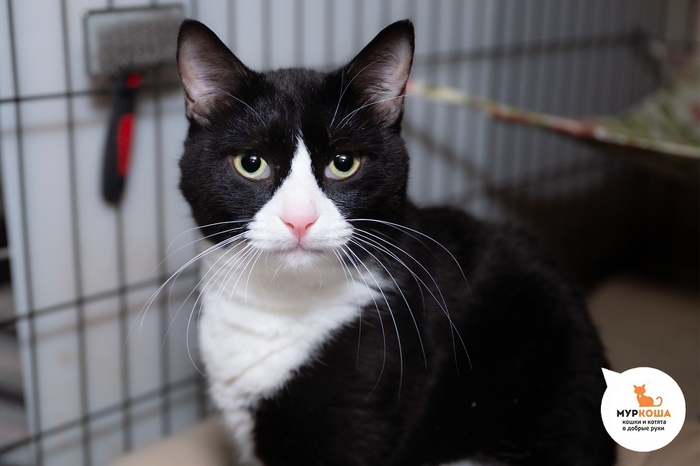 Кот Дирижёр, 6 лет, найден на улице. Диагностирован ВИК. Пристраивается единственным котиком или в семью с кошками-носителями ВИК. Обращаем внимание, что ВИК не опасен для человека и животных других видов и не передается им.