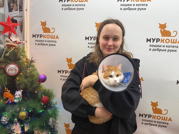 Котёнок-мальчик Мьюс уехал из приюта домой 8 января 2026 года.