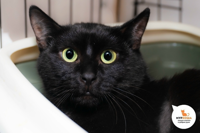 Кот Флексик, 1 год, с передержки. Диагностирован ВЛК. Пристраивается единственным котиком или в семью с кошками-носителями ВЛК. Обращаем внимание, что ВЛК не опасен для человека и животных других видов, и не передается им.