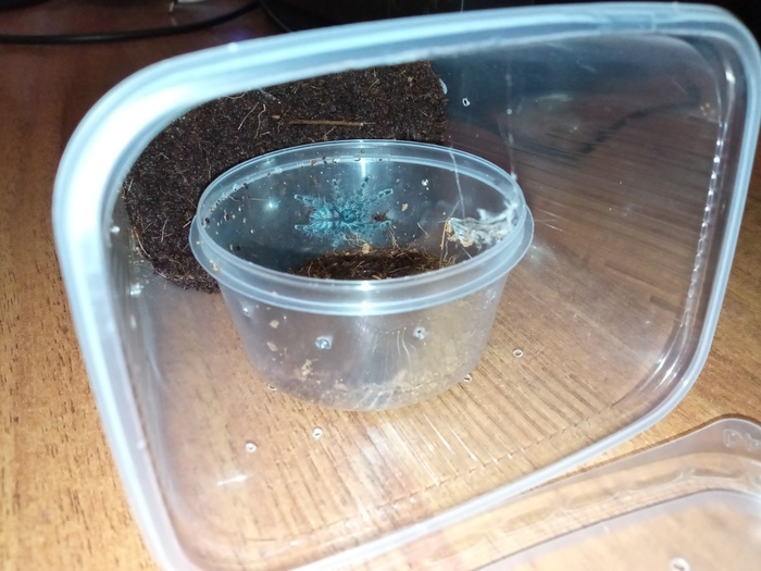 Caribena versicolor L4, ���������� ��������� � �������� ������ ��� ���������� ��������, � ������� �� ���� Brachypelma ��� �� ������