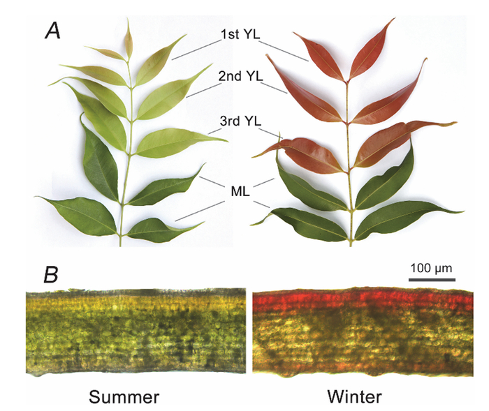 ������� ����� ������� � ������� �������� �������� � Acmena acuminatissima