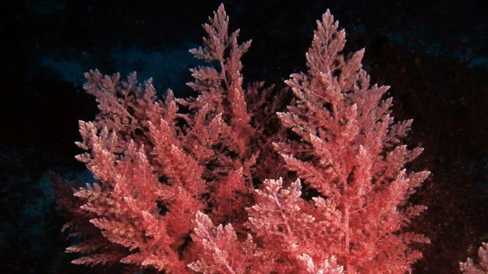 ������� ���������