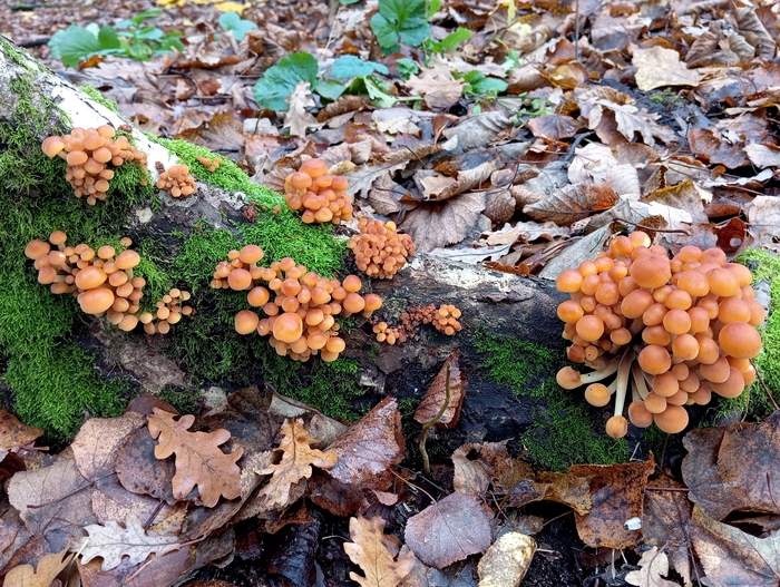 ���� �. ����������.