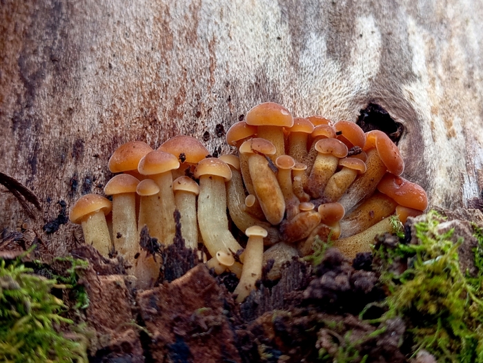 ���� �. ����������.