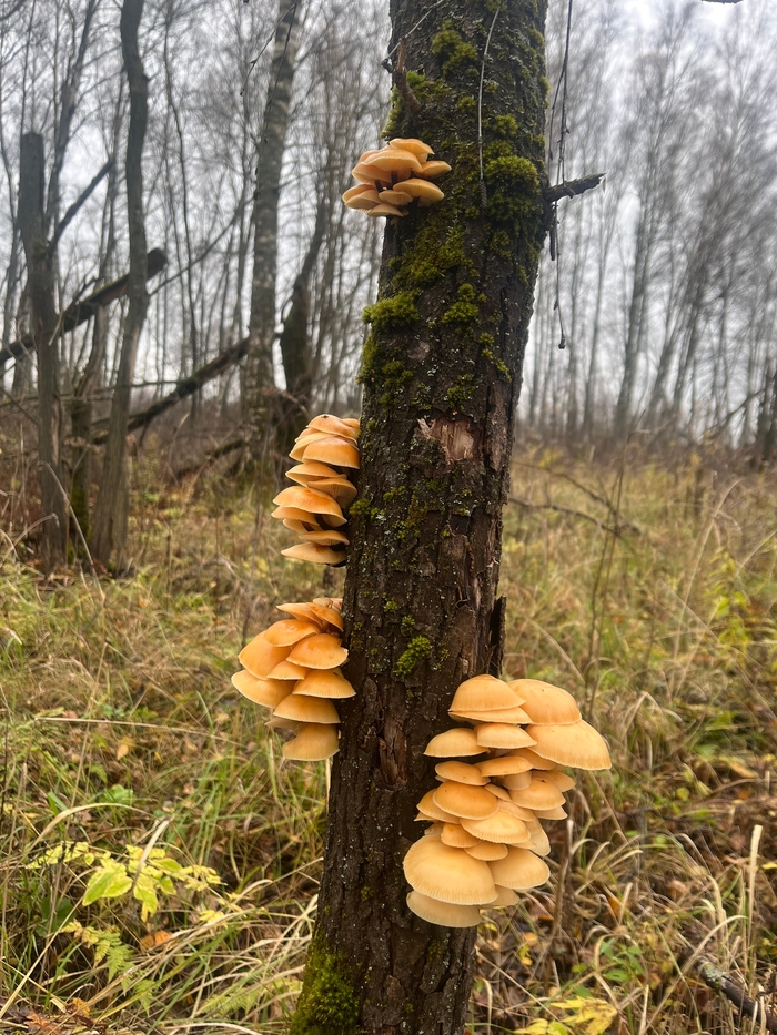 ���� �. ���������.