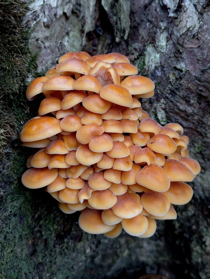 ���� �. ����������.