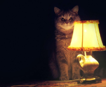 ����� ������������ �������