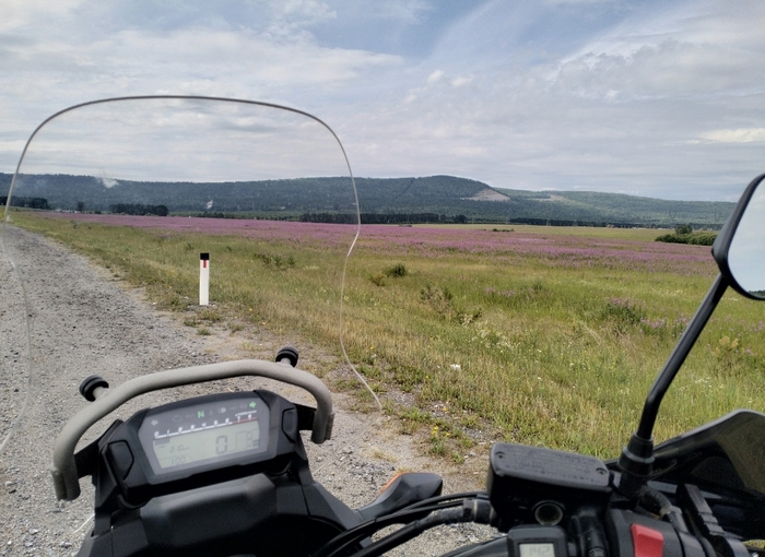 Цветёт Иван-чай