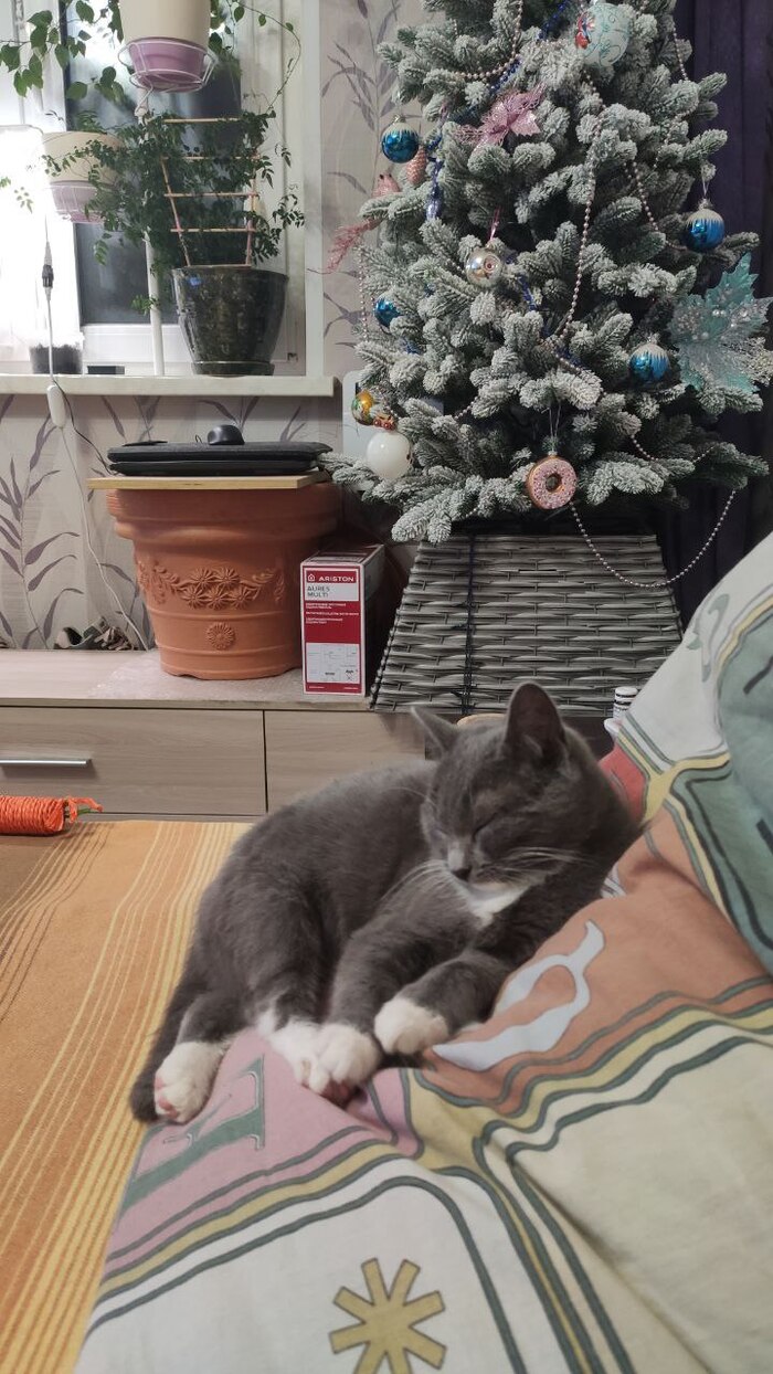 с лева баррикады от кошки (это не работает)