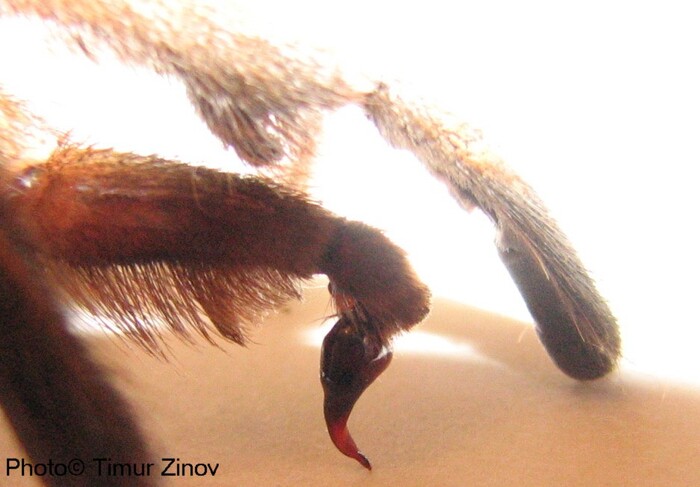 ����������� �������� Aphonopelma bicoloratum