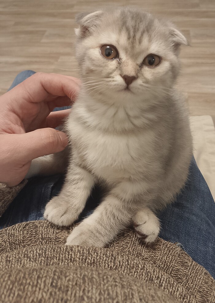 ��������� ��������