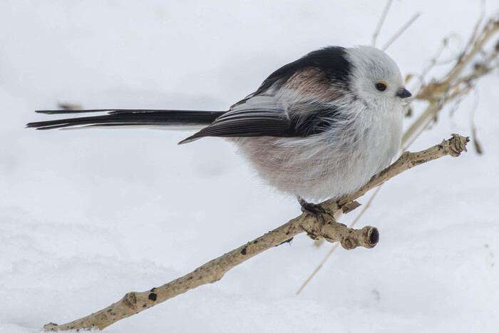 (���� �� ���� ��� ������� ��������)