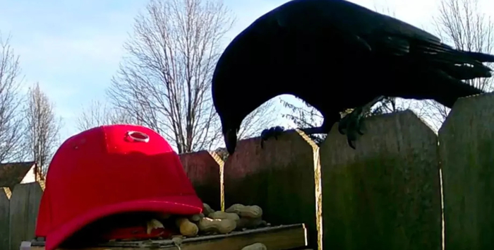 ����� �� ����� ���� ������ ���� ����� ��������� ����������� ������ � ������� ������ MAGA