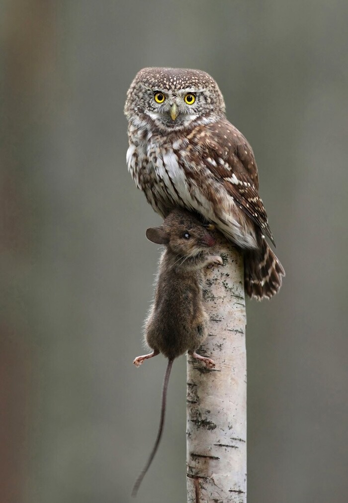 Это моя добыча