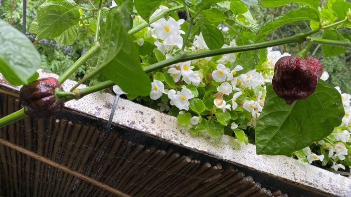 ������ ���...