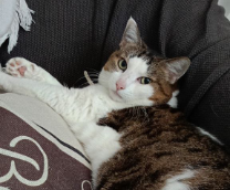 ���� ���