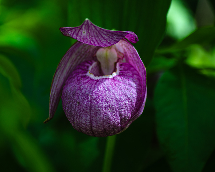 Венерин башмачок