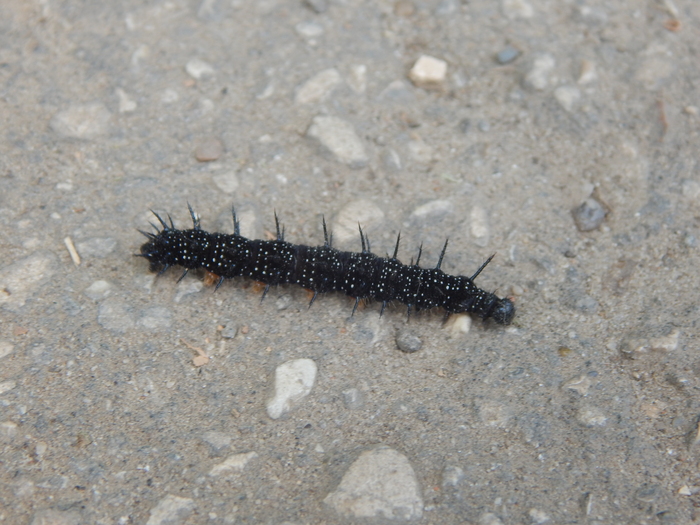 �������� �������� ���������� �����.