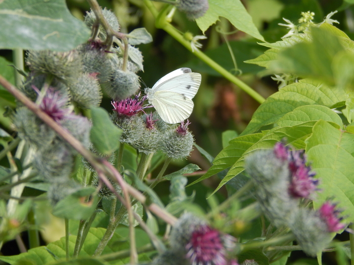 ������� �� ���������.