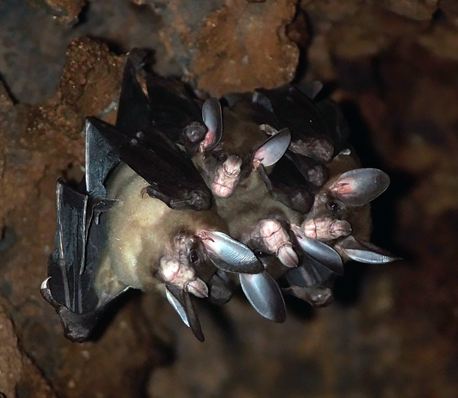 ��� ���, ���������, ���������� ������ ����� ��������