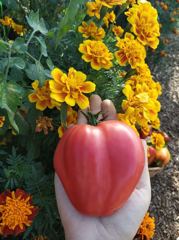 Воловье сердце