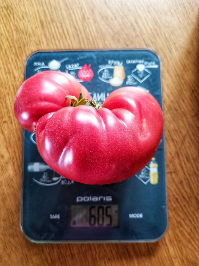 Гигант Новикова