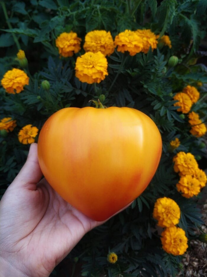 Сокровище инков