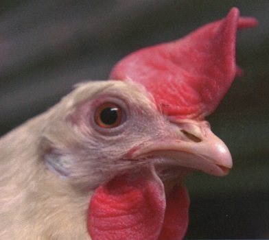 ���� � ������� ���������� � ��������