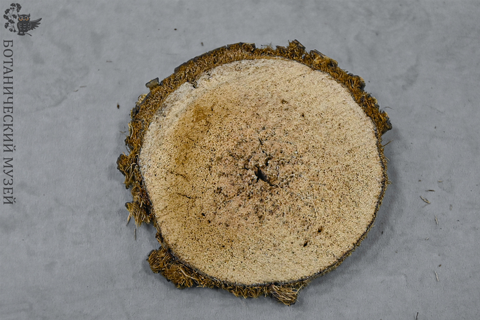 ���� ������ ������-���. �� ������ ������������� ����� ��� ���.