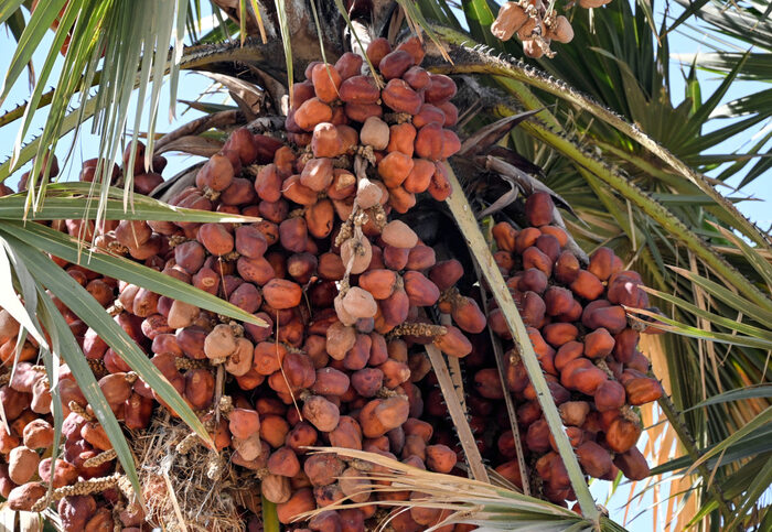 ����� ������-��� (������). ���� � ����� <!--noindex--><a href="https://pikabu.ru/story/palma__dum_13614632?u=http%3A%2F%2Finaturalist.org&t=inaturalist.org&h=36da29dc9fa38f53878b53b1ea8a2c5941d0e9cc" title="http://inaturalist.org" target="_blank" rel="nofollow noopener">inaturalist.org</a><!--/noindex-->.