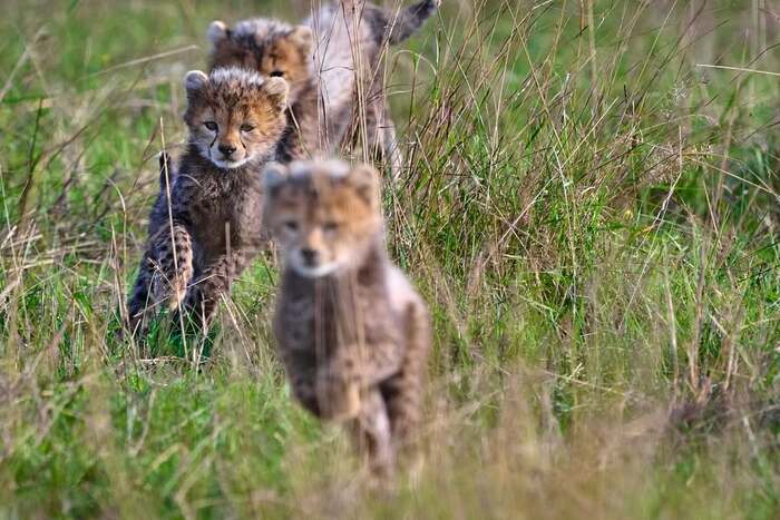 Двухмесячные детёныши встречают мать, вернувшуюся с охоты