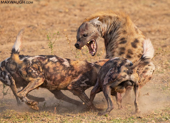 ���������, ������!