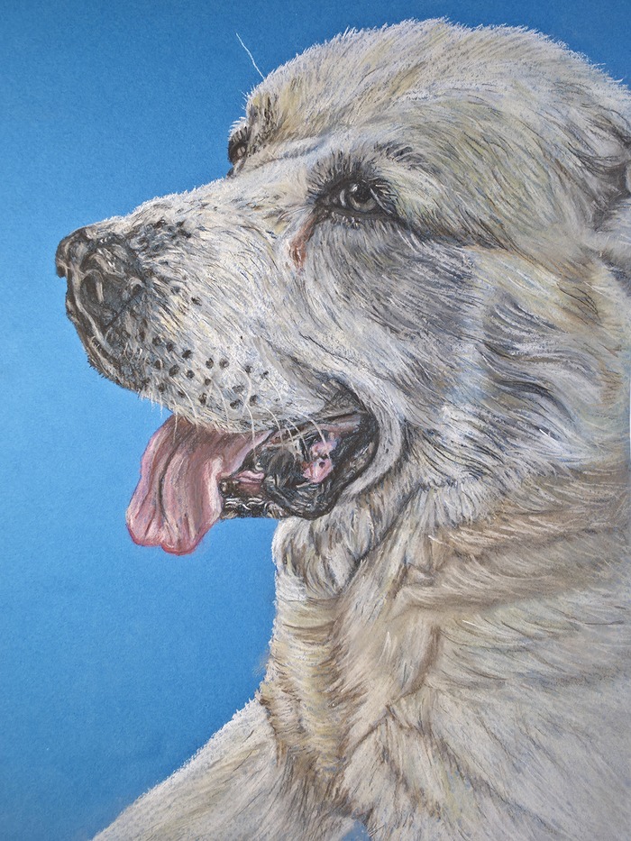 Портрет алабая