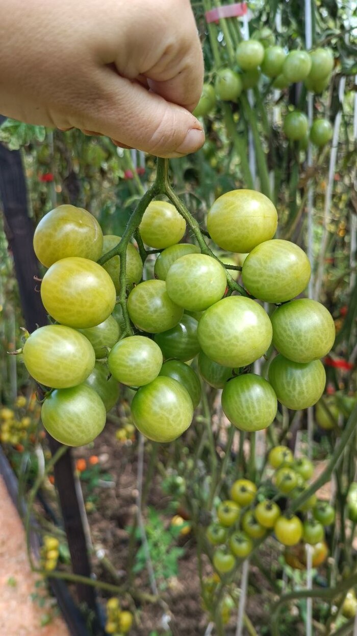 Странный зеленый