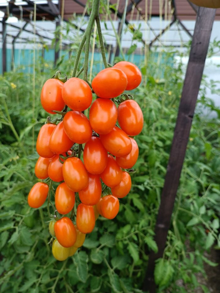 Оранжевый фонтан