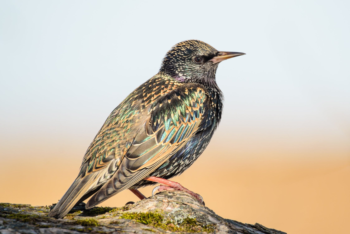 ����: ����� ��������� (����� � ������) <a href="https://pikabu.ru/story/zhivopisnyiy_skvorets__raspisnoy_krasavets_13619258?u=https%3A%2F%2Frtraveler.ru%2Fphoto%2F1480866%2F%3Fnew_photos%3D1&t=%D0%BE%D1%82%D1%81%D1%8E%D0%B4%D0%B0&h=4e89d8c35282c76d74134506c9dc6f50e24701d7" title="https://rtraveler.ru/photo/1480866/?new_photos=1" target="_blank" rel="nofollow noopener">������</a>