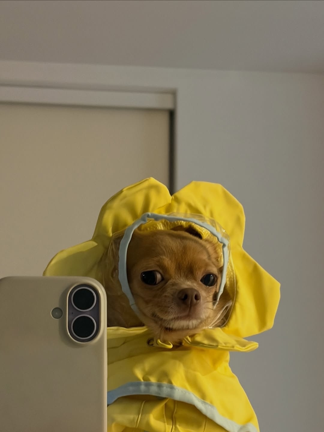 Девушки в Инсте делятся на 2 категории: - Девушки, Юмор, Образ, Собака, Наряд, Свинья, Instagram, Бикини, ИМХО, Длиннопост