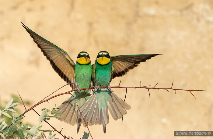 Золотистые щурки