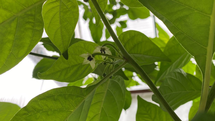 �������, ������ �����