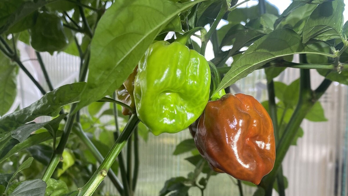 �� ����� �� ��������?!