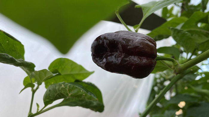 ���� ������� �����