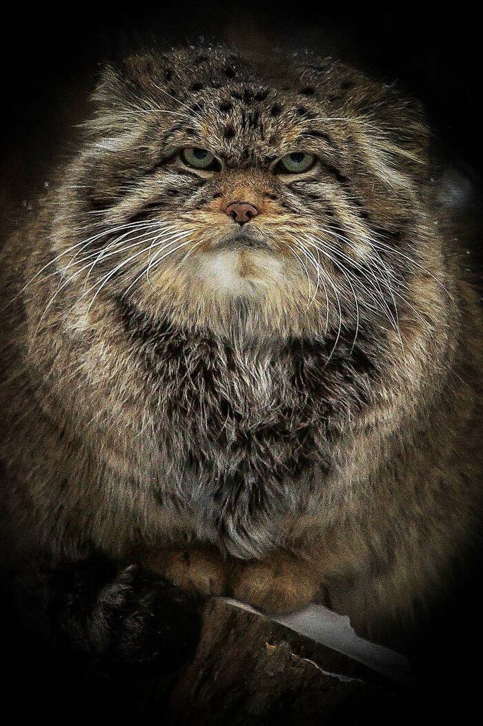 ����� ������������� ���