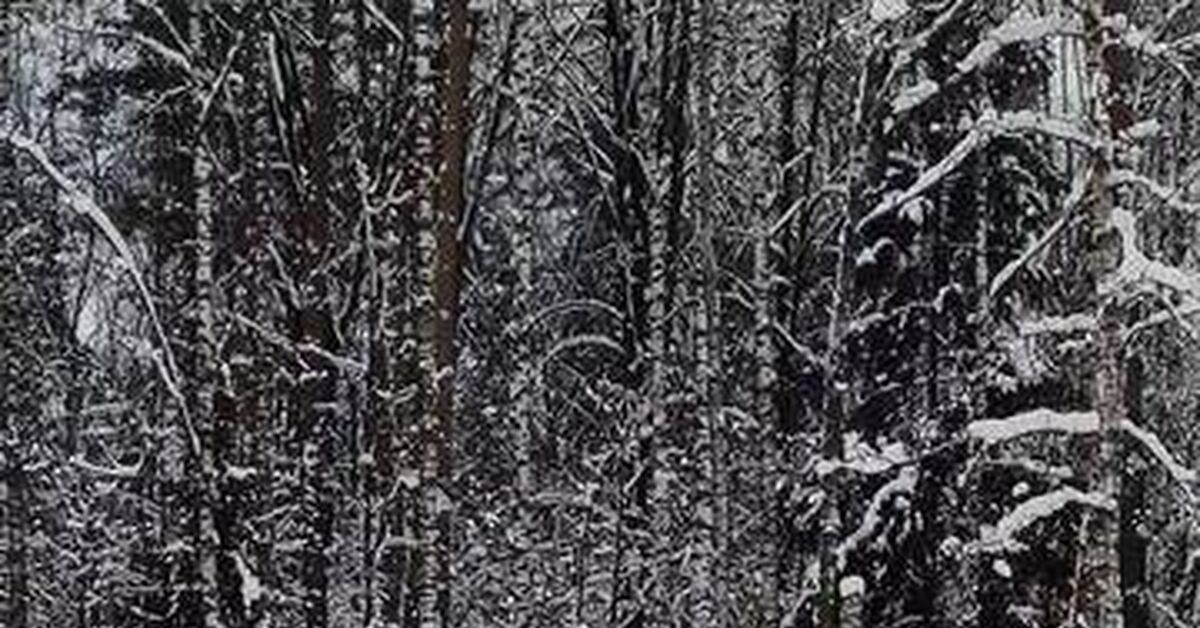 Elk Biological Station. Deer Trail. Deer, Part 5 - Series Travels, My, Rutube, Travels, National park, Elk Island, Deer, Video
