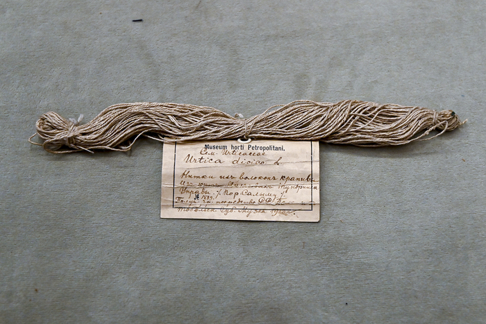 ����� �� ������� ������� (Urtica dioica) �� ����������� ����������� �����, 1913 ���. ����� ������������� ����� ��� ���.