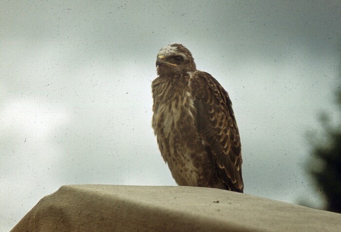 ����� ������� ����