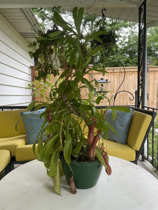 ������� ��������