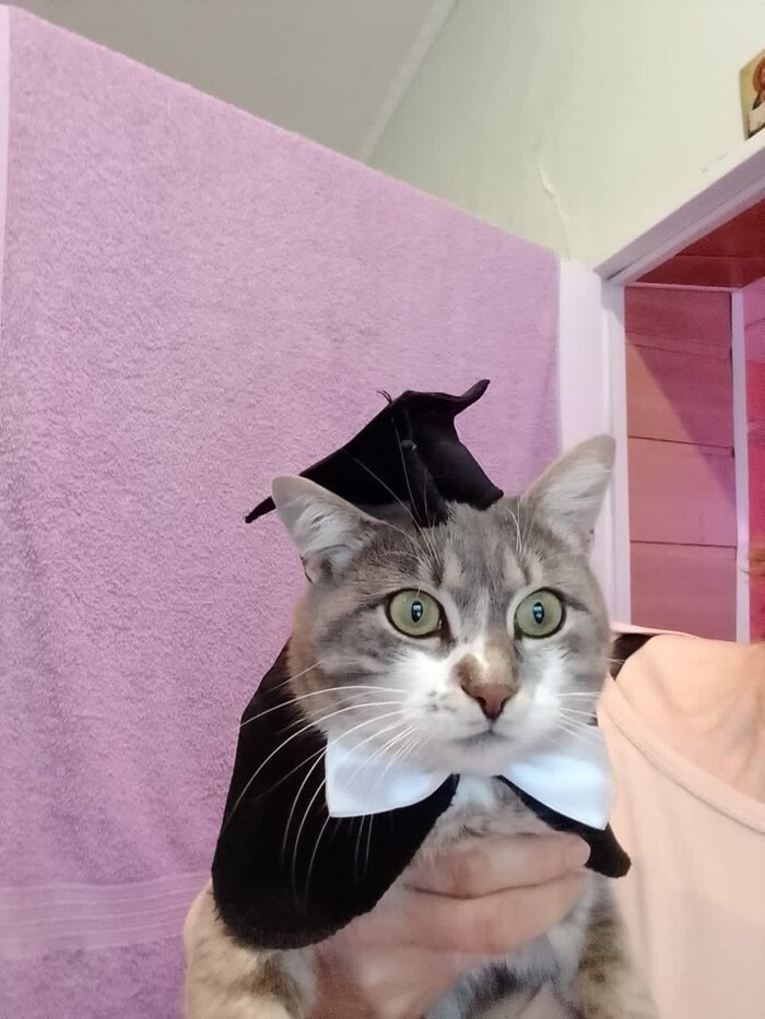 Кот ученый!