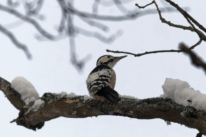 �� ���, �����?!?!