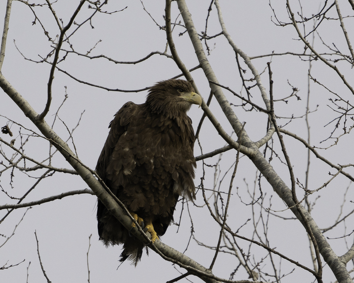 качество сильно режет, но фото кликабельно
